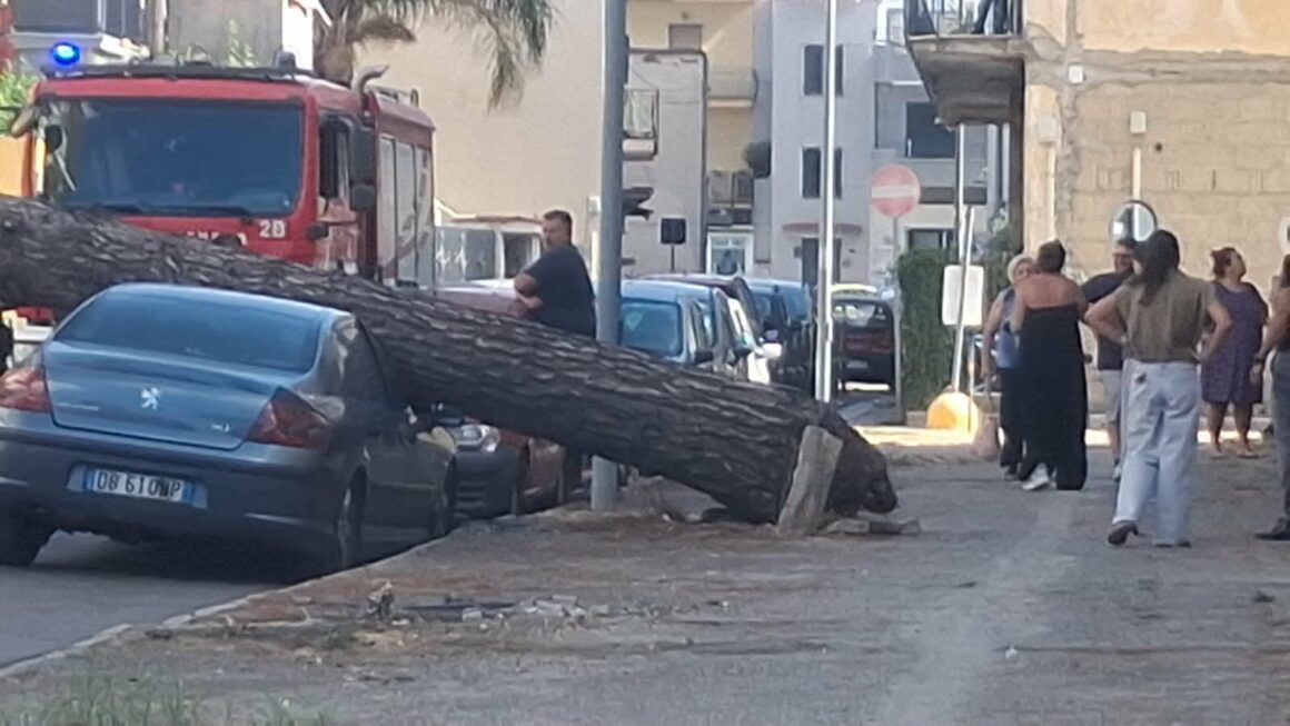 volla. albero su auto a via carducci Volla. Auto schiacciata da una caduta di un albero, tragedia sfiorata a via Carducci. Paura tra i residenti