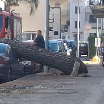 Volla. Auto schiacciata da una caduta di un albero, tragedia sfiorata a via Carducci. Paura tra i residenti